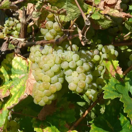 „marthelsbach Muhle“ Enkirch